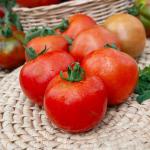 Potagères - Tomate Pépite F1 - Graines d'Exception - face recto